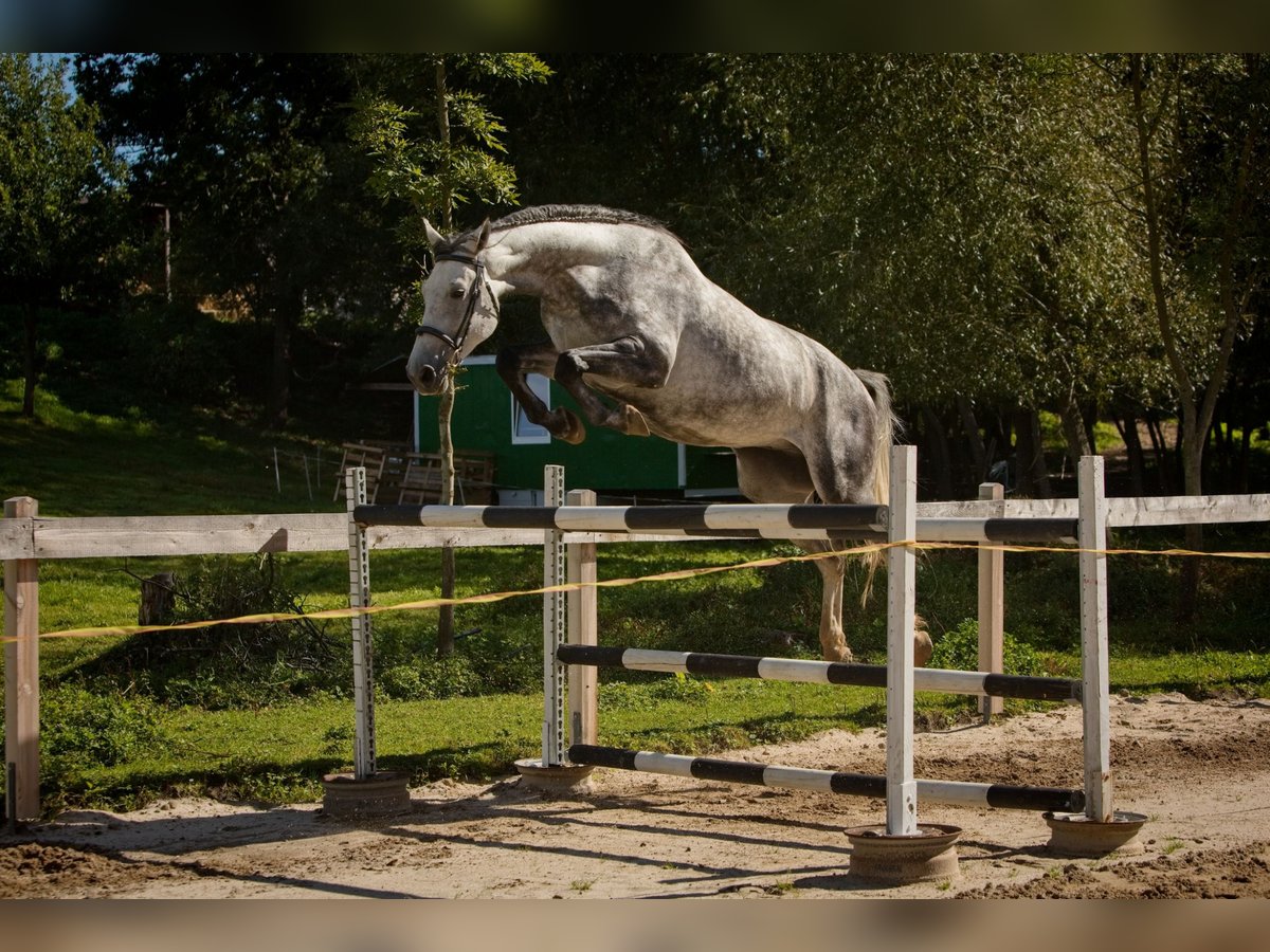 Westphalien Hongre 6 Ans 163 cm Gris in &#x10C;esk&#xE1; L&#xED;pa