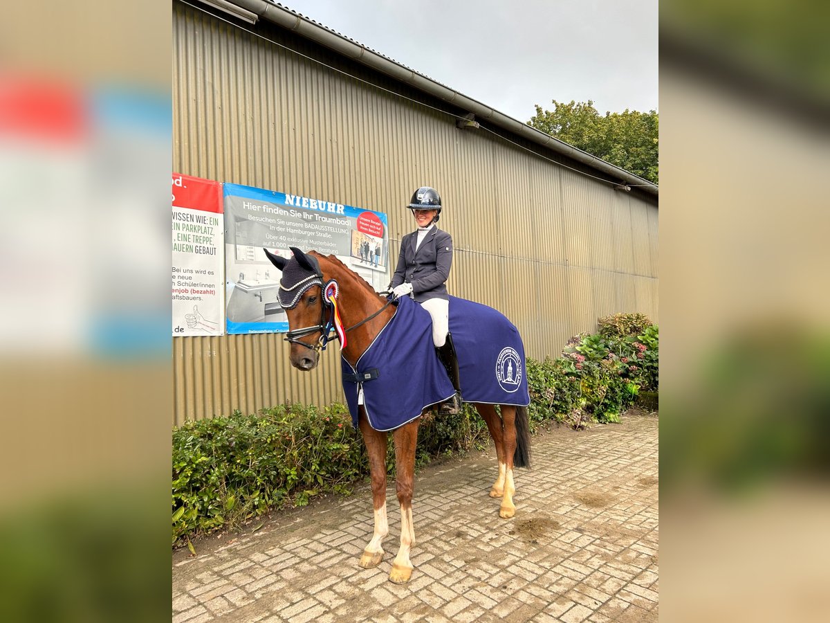 Westphalien Hongre 6 Ans 168 cm Alezan brûlé in Hohenfelde