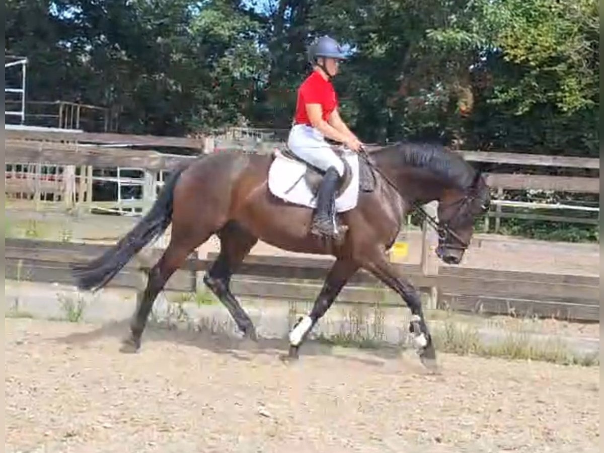 Westphalien Hongre 6 Ans 170 cm Bai in Greven Westphalien Hongre 6 Ans 170 cm Bai in Greven