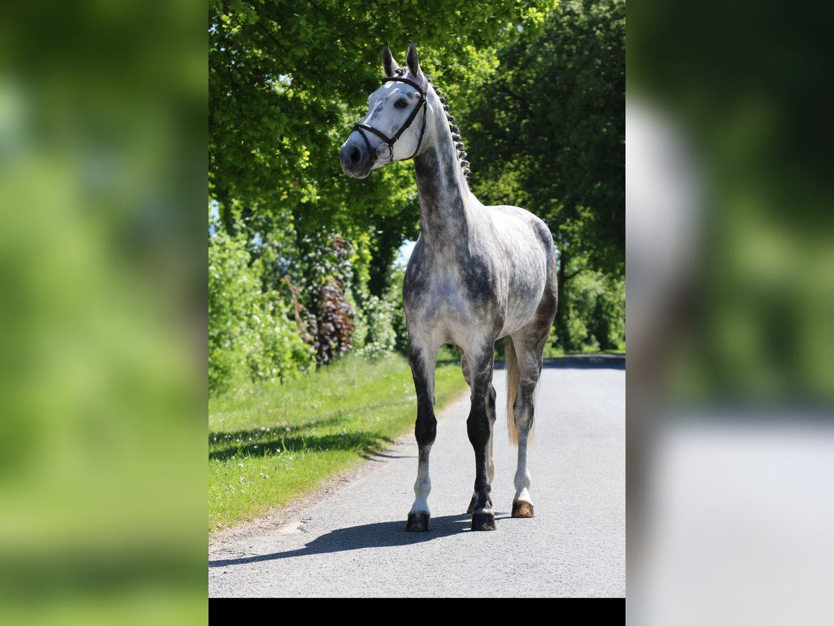 Westphalien Hongre 6 Ans 170 cm Gris in Nottuln