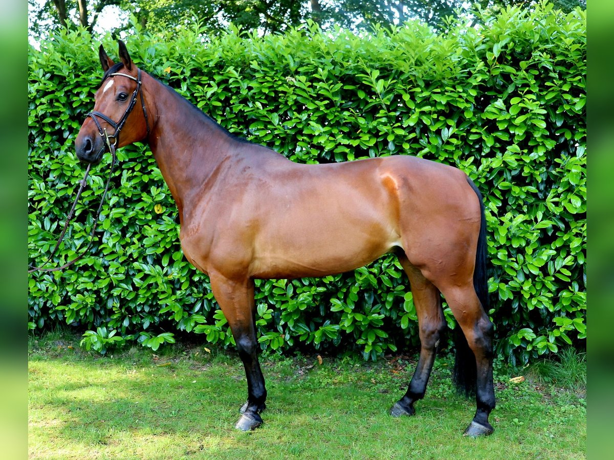 Westphalien Hongre 6 Ans 173 cm Bai brun in Meppen