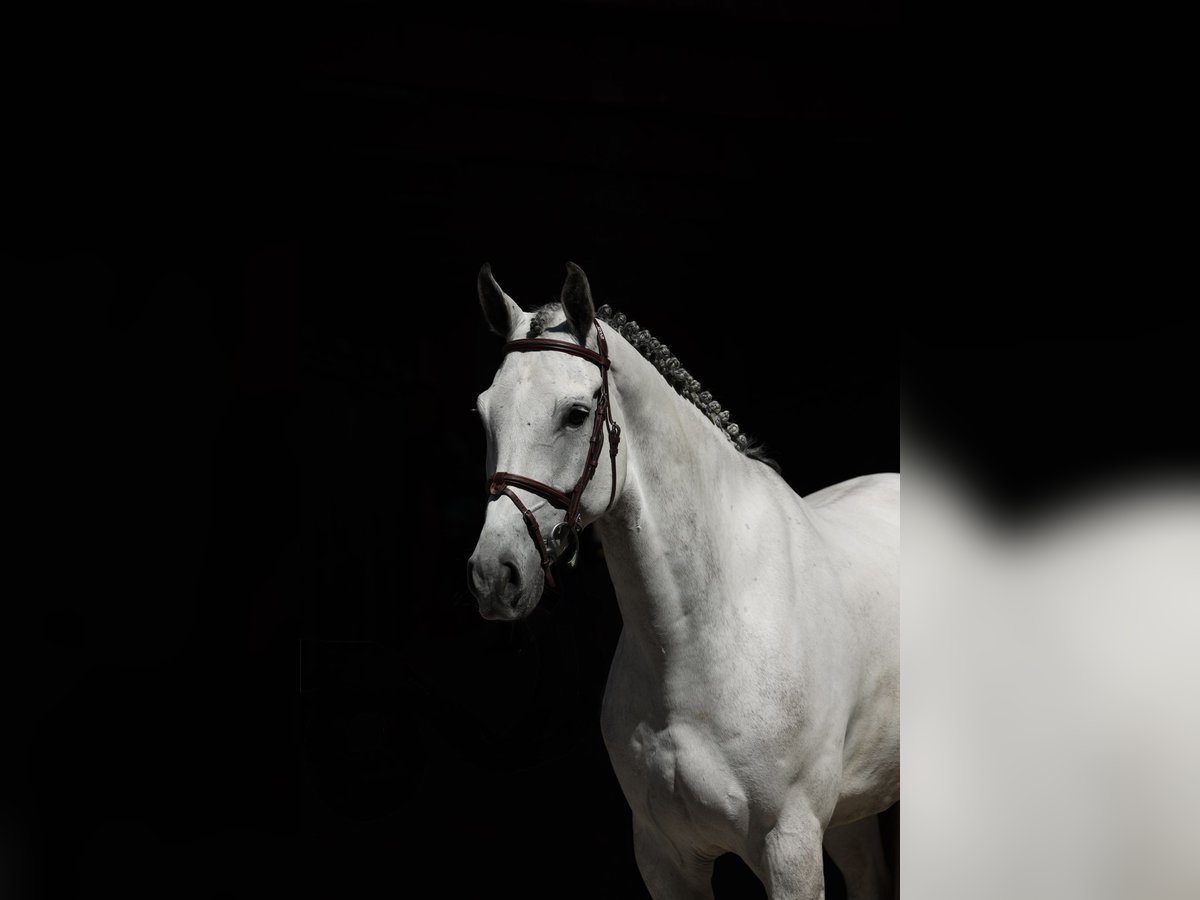 Westphalien Hongre 7 Ans 168 cm Gris in Visbek