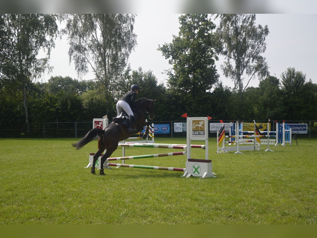 Westphalien Hongre 7 Ans 172 cm Bai in Emsdetten