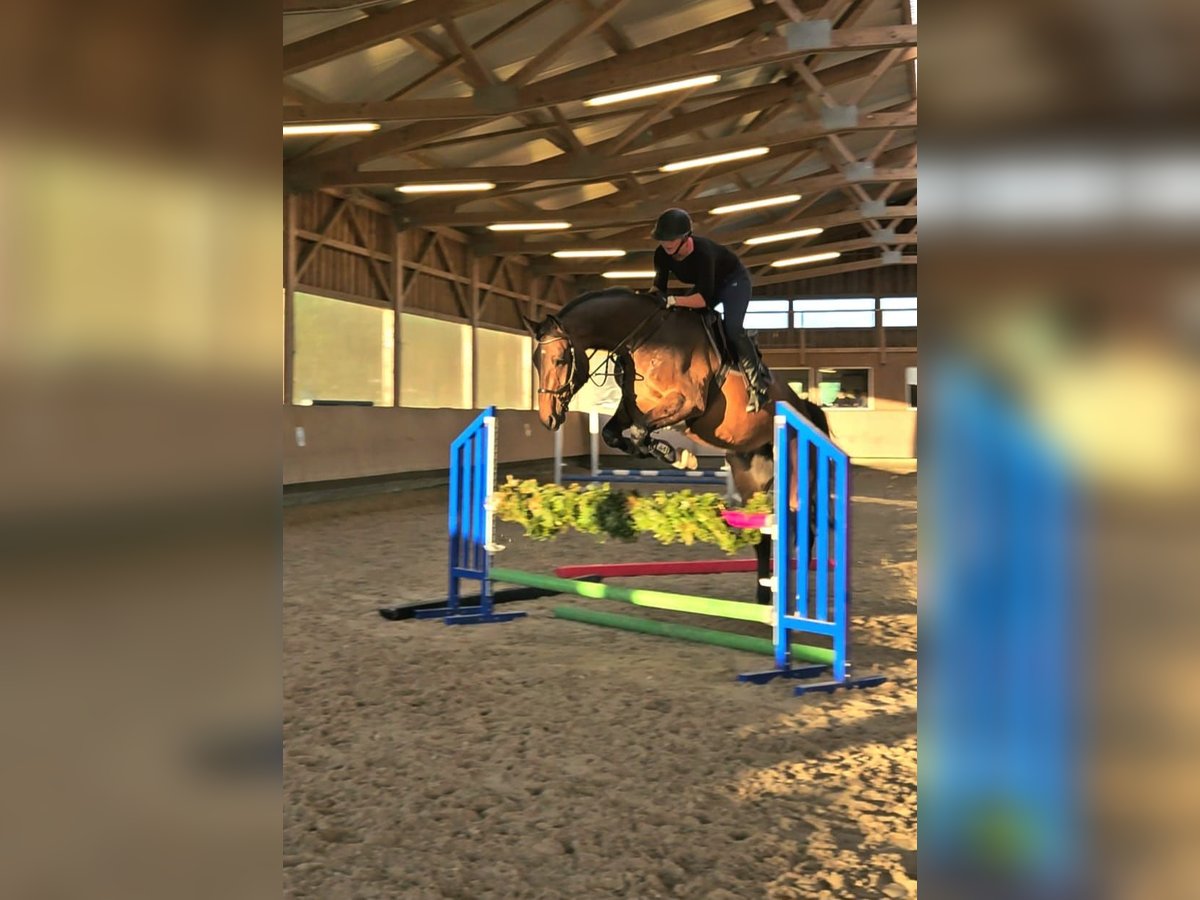 Westphalien Hongre 7 Ans 175 cm Bai in Wilhelmsdorf