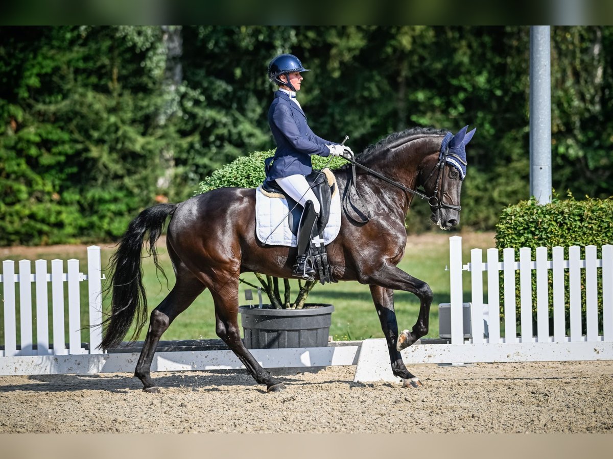 Westphalien Hongre 8 Ans 168 cm Bai brun foncé in Frauenfeld Westphalien Hongre 8 Ans 168 cm Bai brun foncé in Frauenfeld