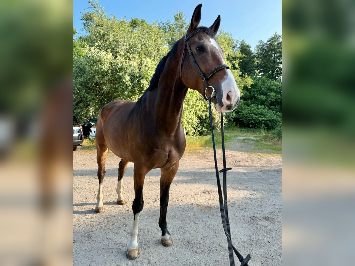Westphalien Hongre 8 Ans 170 cm Bai in Loipersbach im Burgenland