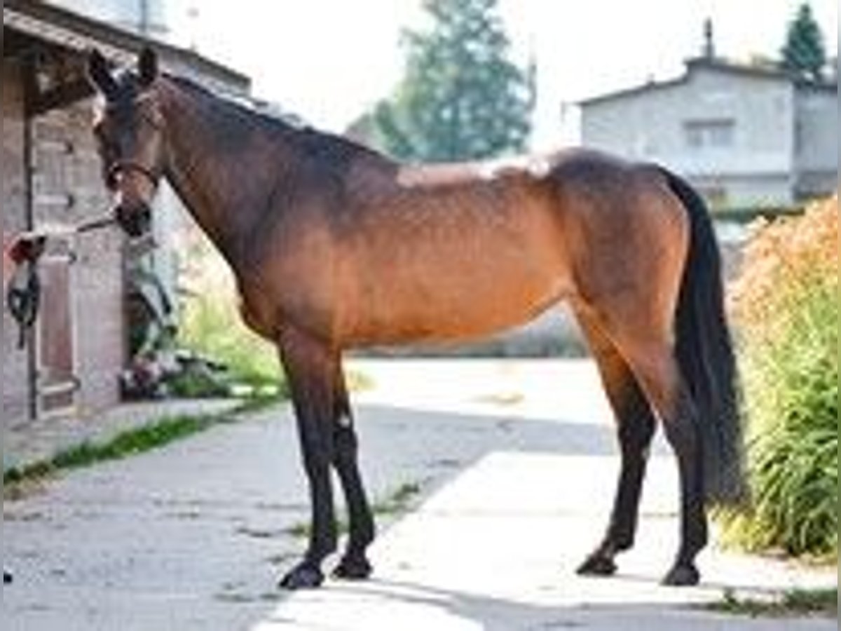 Westphalien Jument 10 Ans 170 cm Bai brun in Baranów