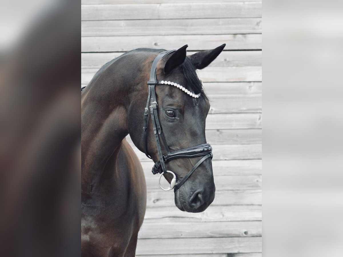 Westphalien Jument 10 Ans 170 cm Bai brun foncé in Witten
