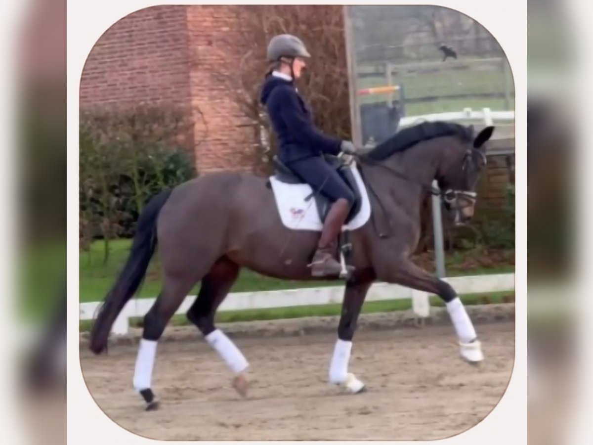 Westphalien Jument 12 Ans 165 cm Bai brun in Ahlen