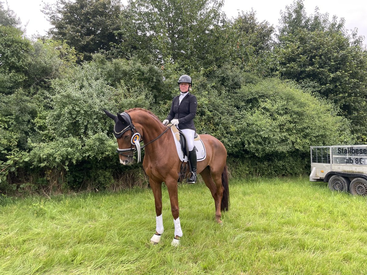 Westphalien Jument 12 Ans 168 cm Alezan in Paderborn Westphalien Jument 12 Ans 168 cm Alezan in Paderborn