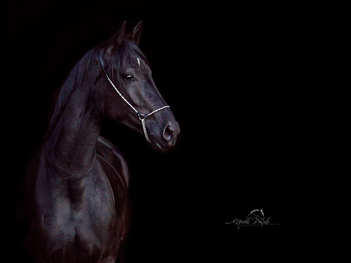 Westphalien Jument 12 Ans 170 cm Noir in Sprockh&#xF6;vel