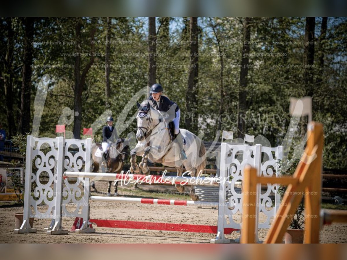 Westphalien Jument 12 Ans 172 cm Gris in Harsewinkel