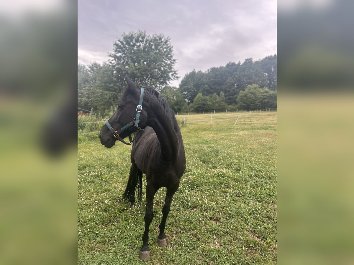 Westphalien Jument 16 Ans 159 cm Noir in Siegen
