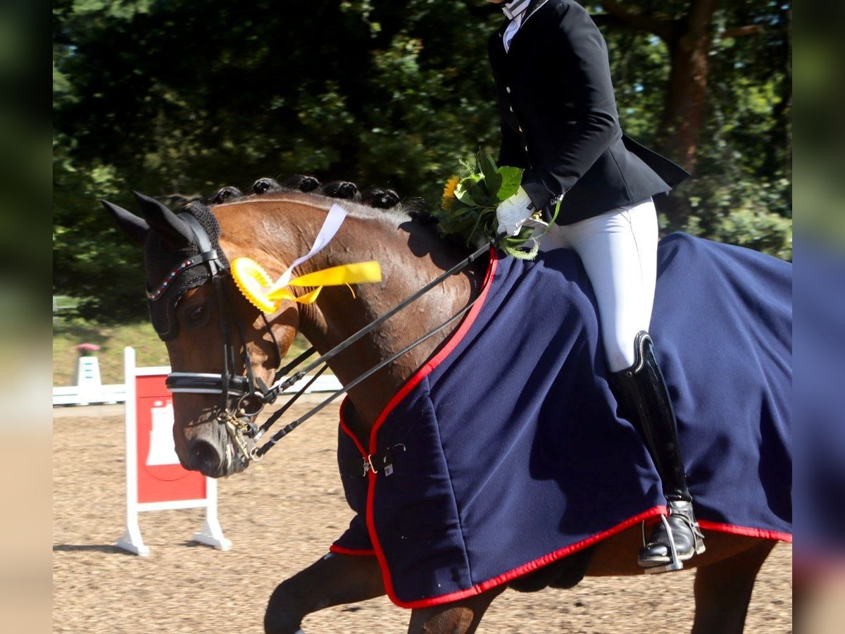 Westphalien Jument 16 Ans 165 cm Bai in Schenefeld