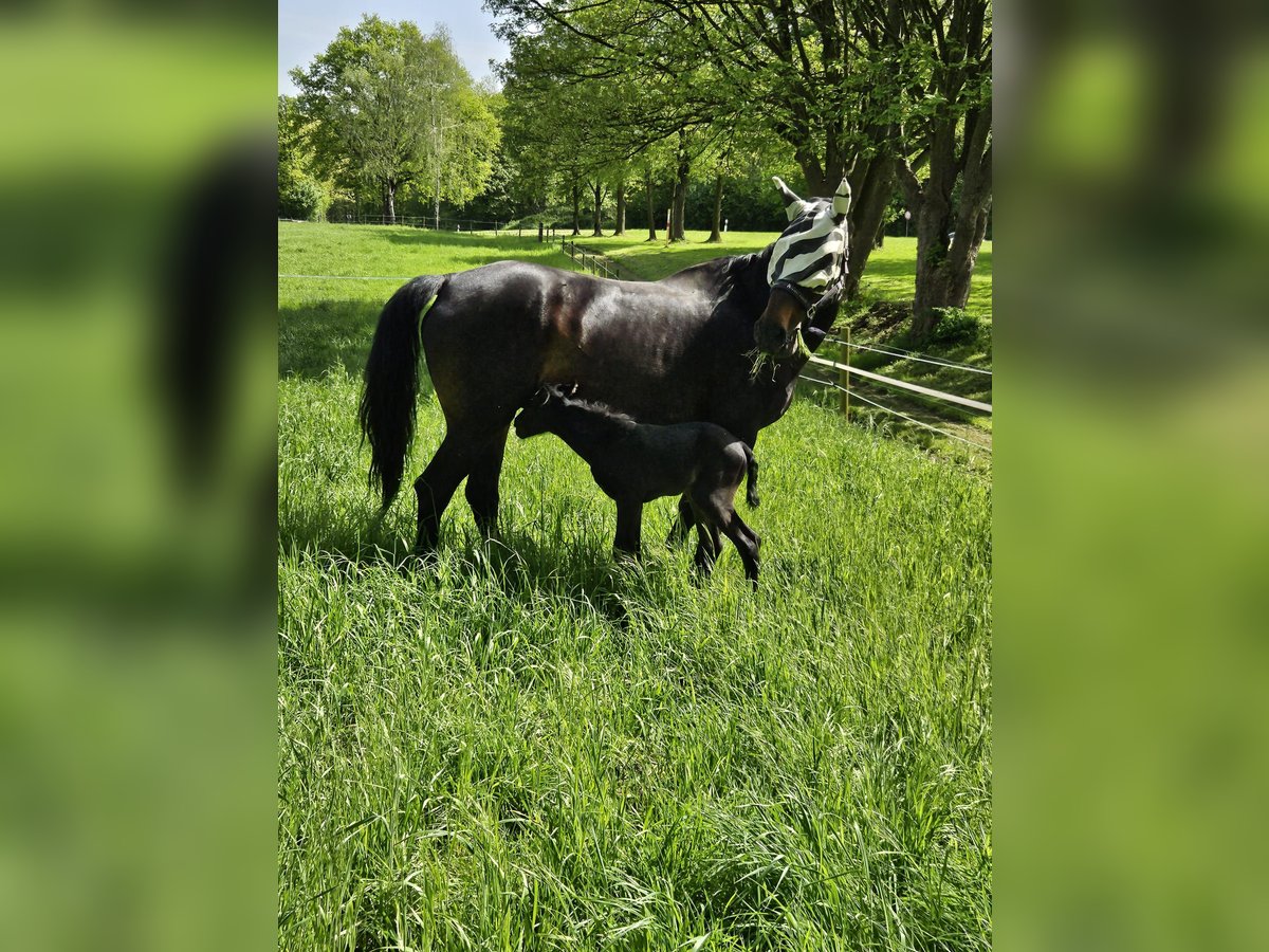 Westphalien Jument 18 Ans 170 cm Bai brun foncé in Essen