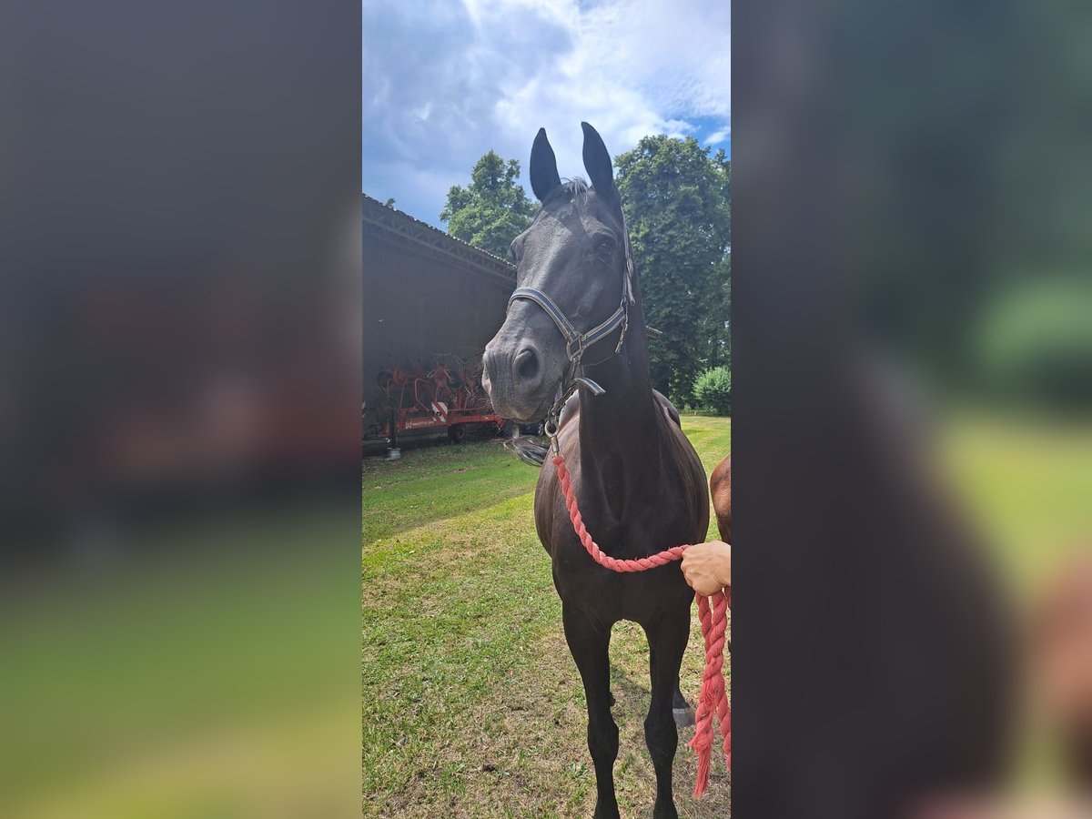 Westphalien Jument 18 Ans Noir in Adelheidsdorf