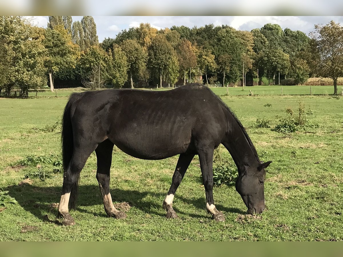 Westphalien Jument 19 Ans 164 cm Noir in Langenberg