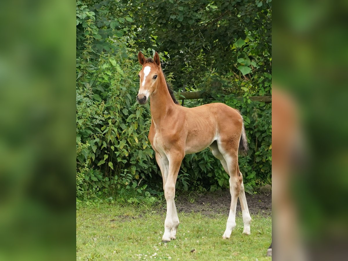 Westphalien Jument 1 Année Bai clair in Hamm