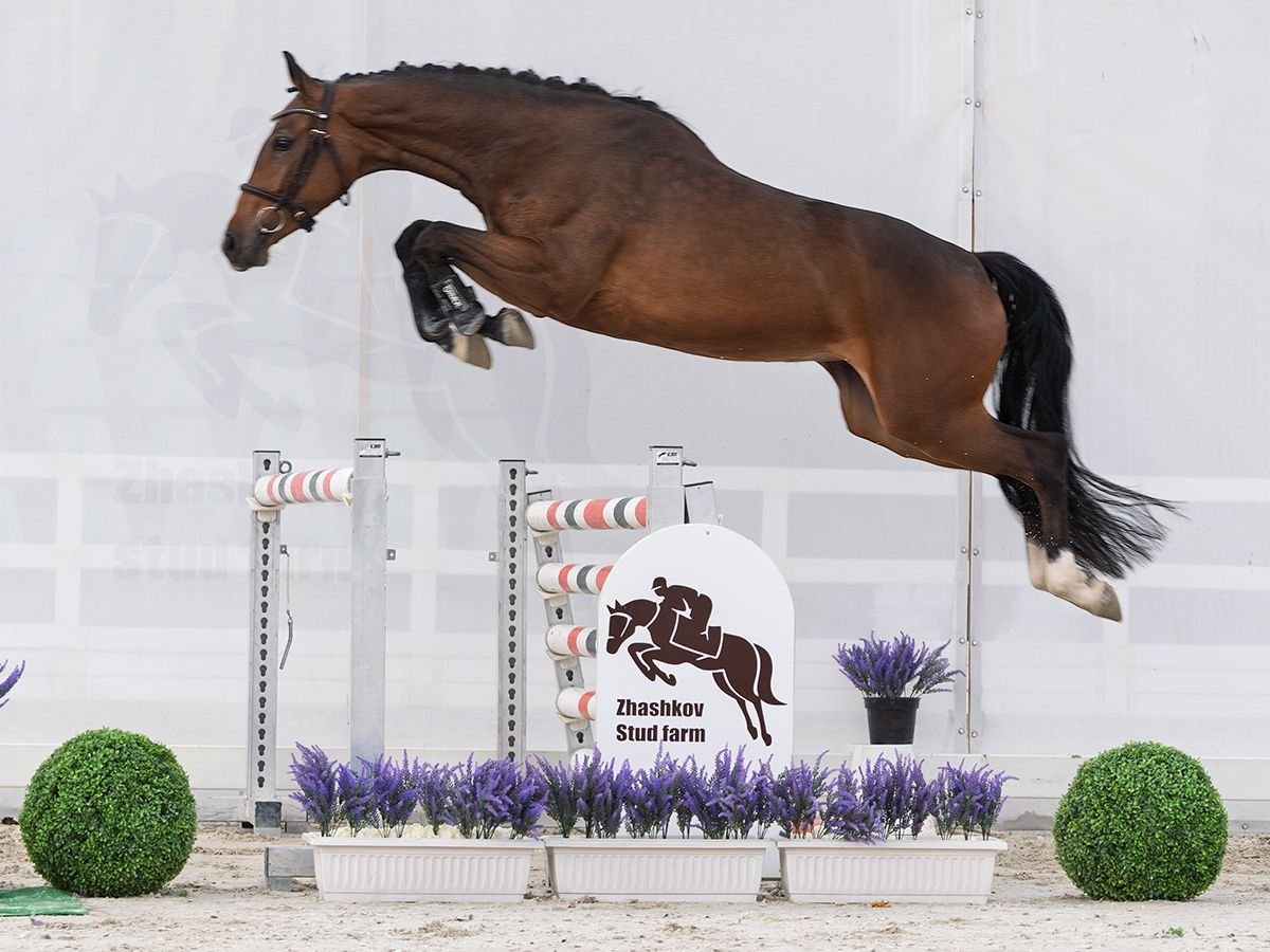 Westphalien Jument 2 Ans 162 cm Bai in M&#xFC;nster Handorf