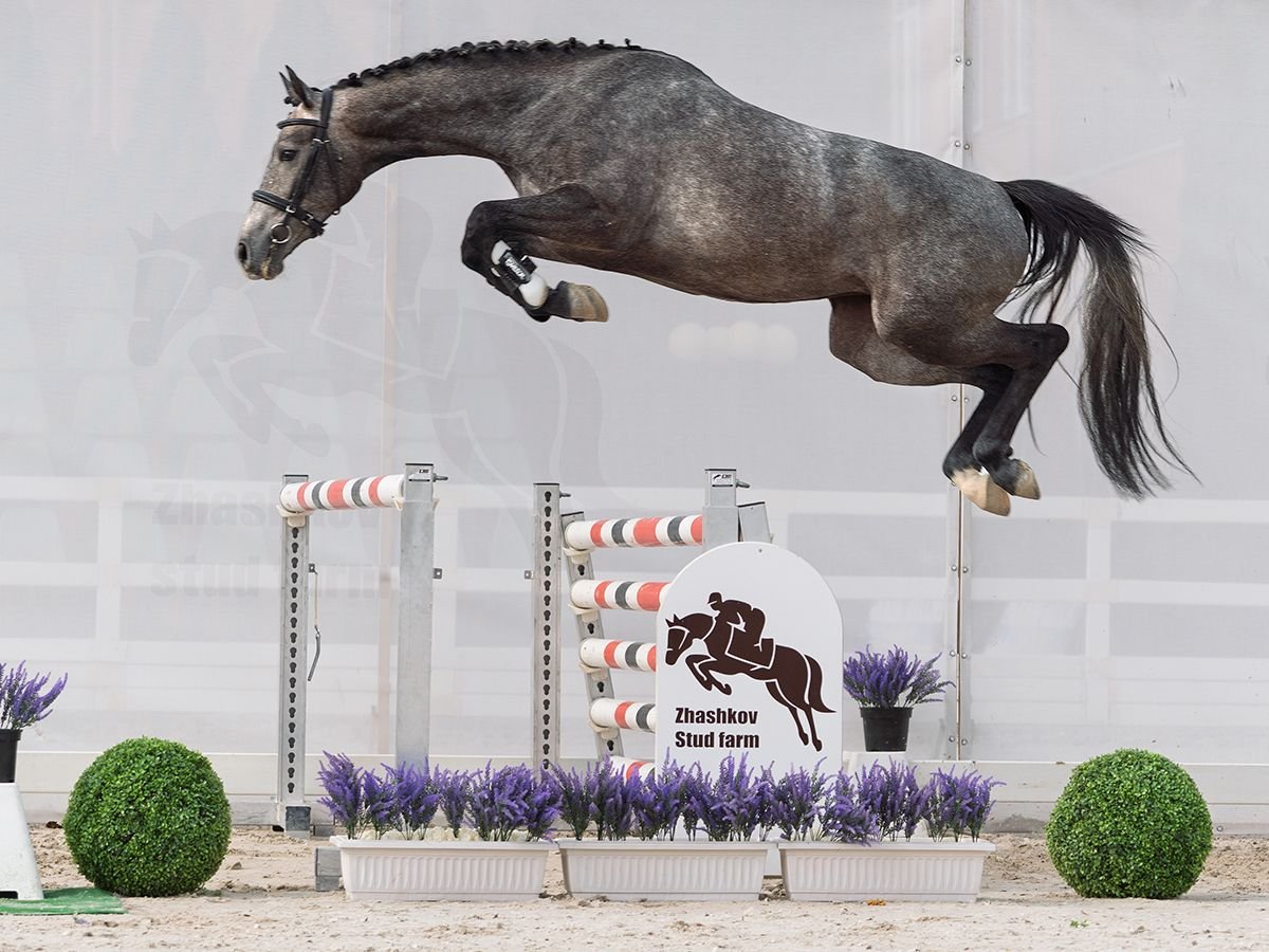 Westphalien Jument 2 Ans 162 cm Gris in M&#xFC;nster Handorf