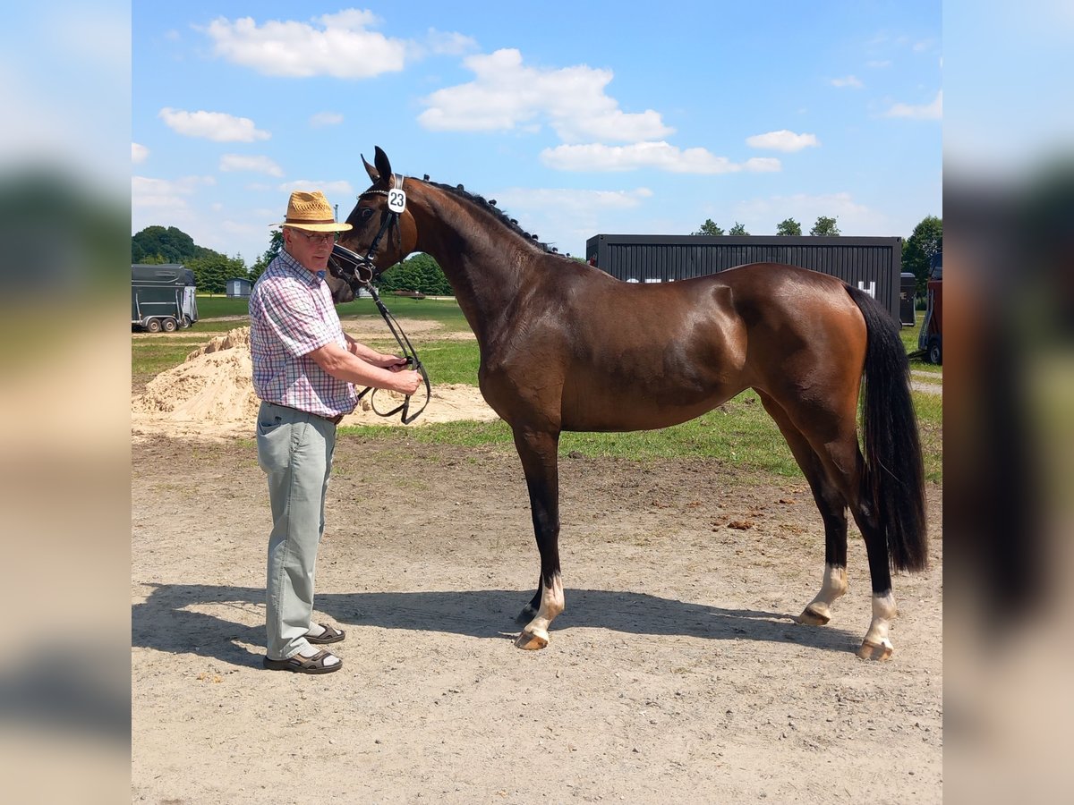 Westphalien Jument 2 Ans 165 cm Bai brun in Ahlen