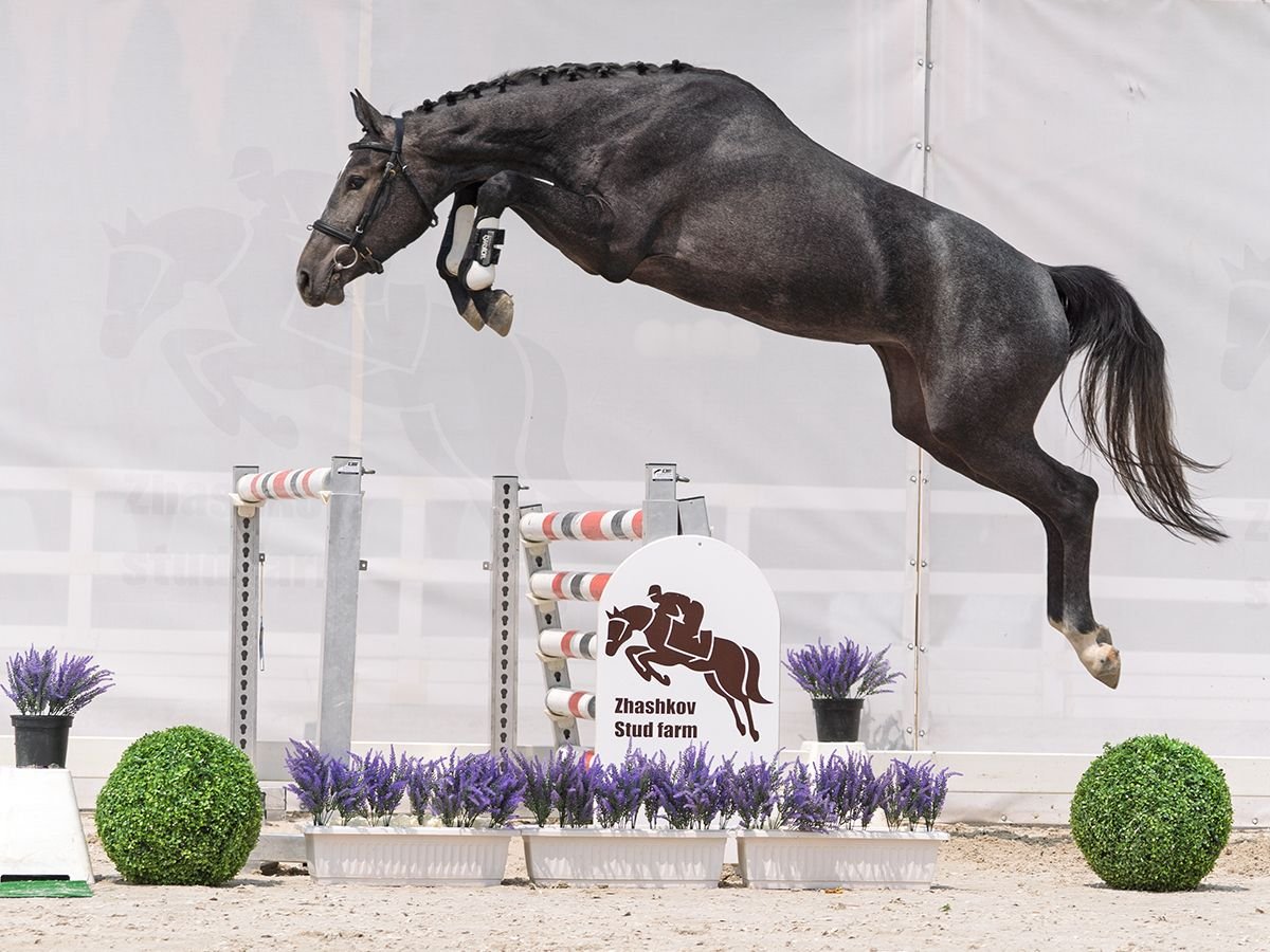 Westphalien Jument 2 Ans 166 cm Gris in M&#xFC;nster Handorf