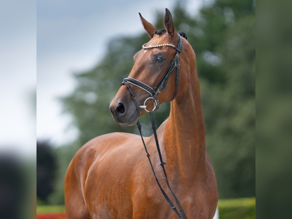 Westphalien Jument 2 Ans 167 cm Bai in Münster-Handorf