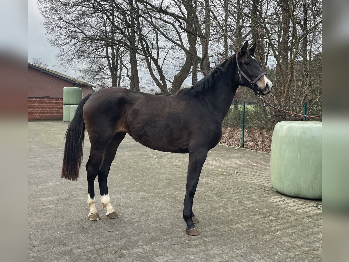 Westphalien Jument 2 Ans 168 cm Bai brun in Verl