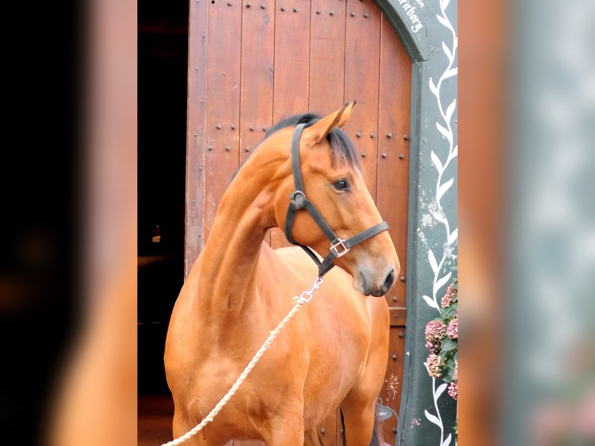 Westphalien Jument 2 Ans 172 cm Bai in Cappeln (Oldenburg)