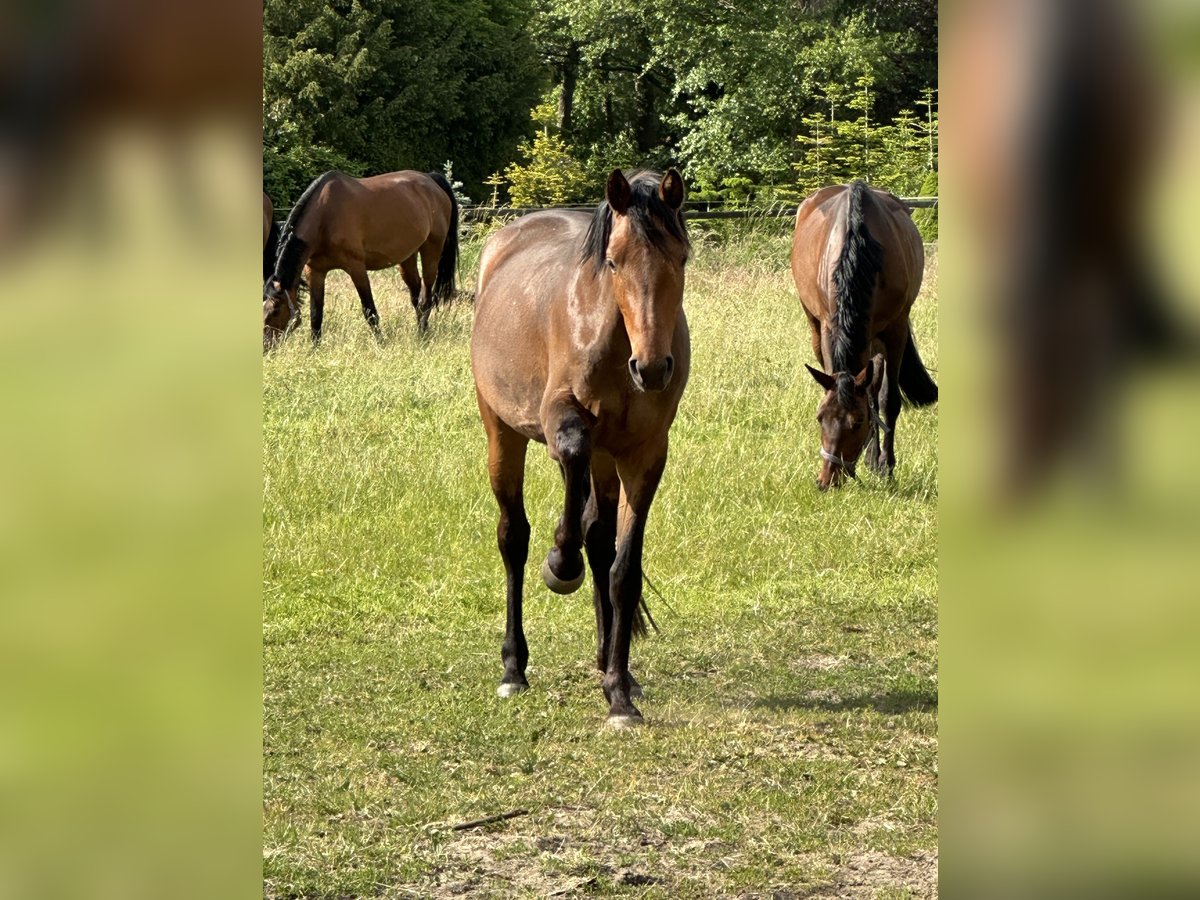 Westphalien Jument 3 Ans 163 cm Bai brun in Rheda-Wiedenbr&#xFC;ck