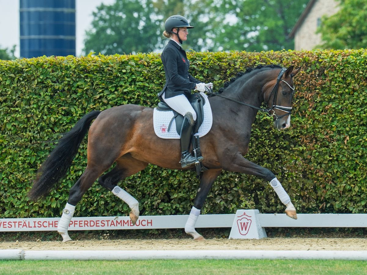 Westphalien Jument 3 Ans 164 cm Bai brun in M&#xFC;nster-Handorf