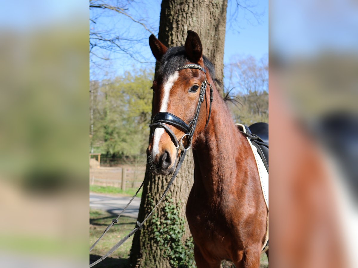 Westphalien Jument 3 Ans 165 cm Bai in Fürstenau