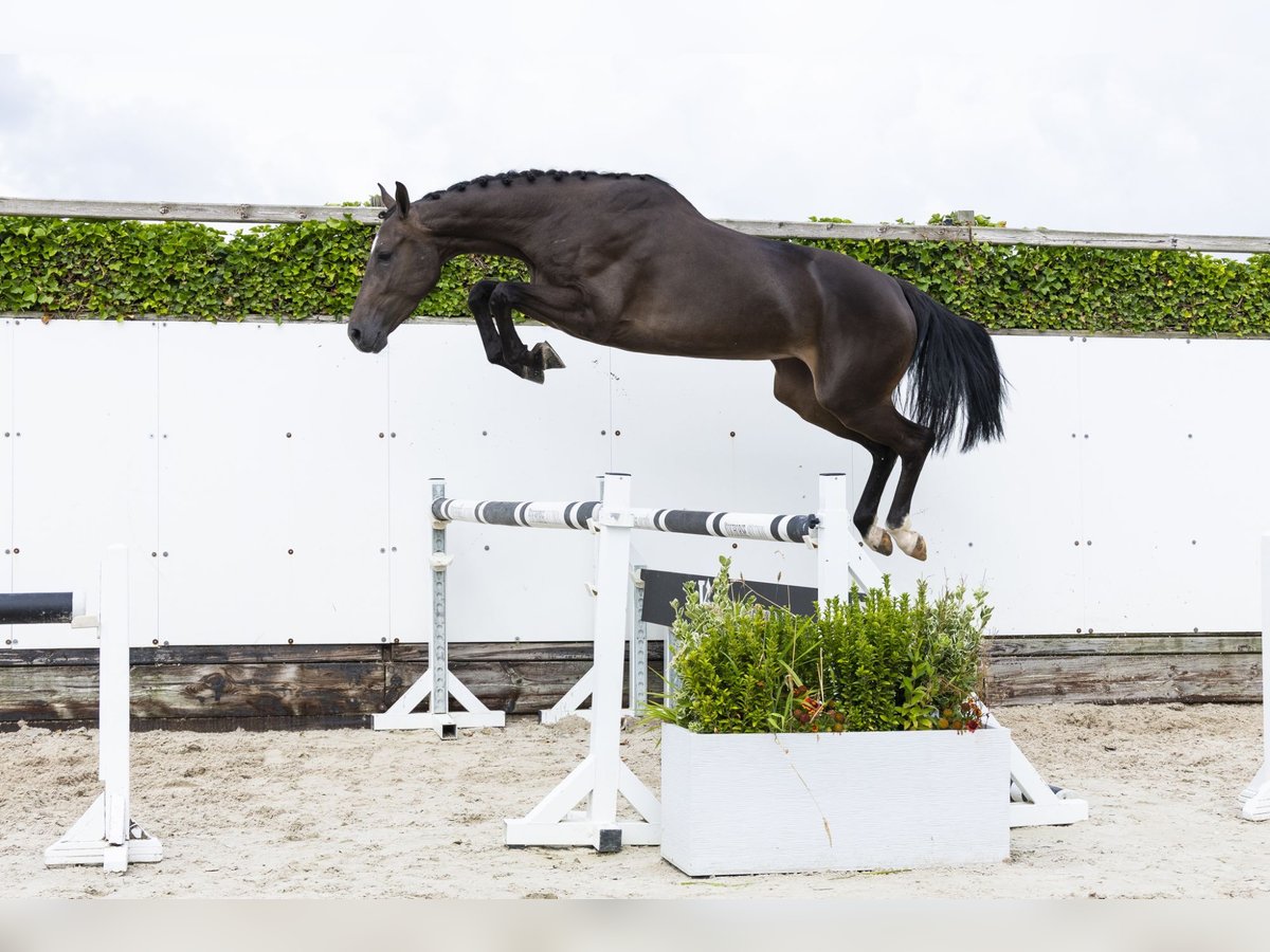 Westphalien Jument 3 Ans 166 cm Bai brun in Waddinxveen