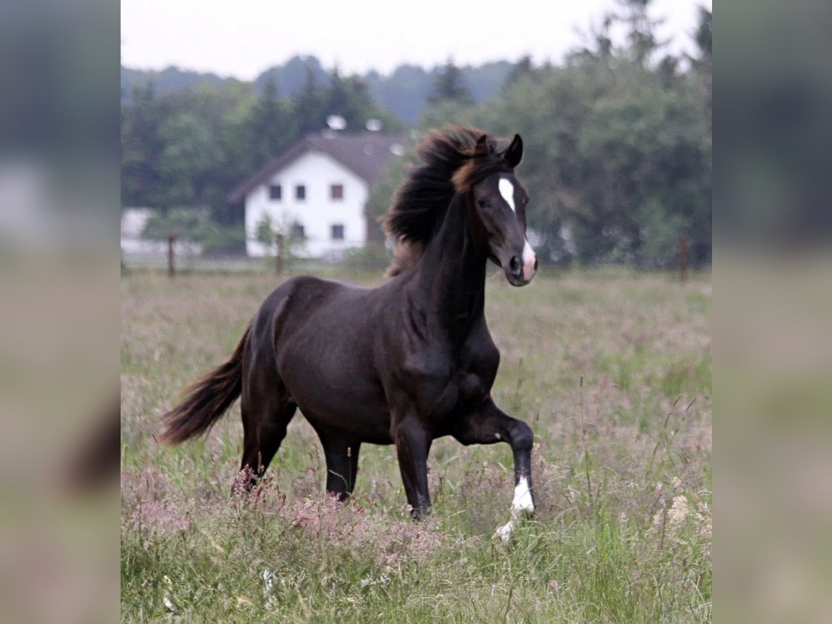 Westphalien Jument 3 Ans 168 cm Noir in M&#xFC;nster