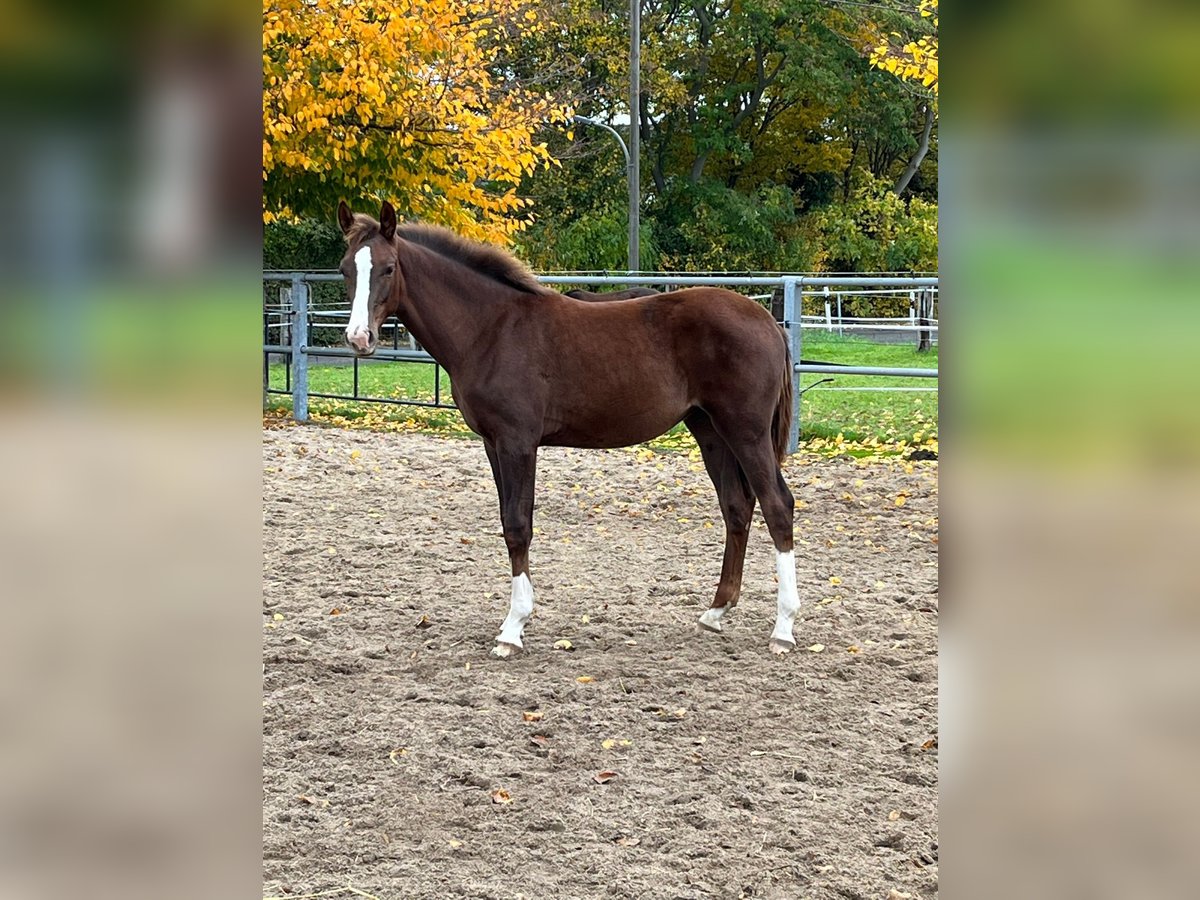 Westphalien Jument 3 Ans 170 cm Alezan brûlé in Dortmund