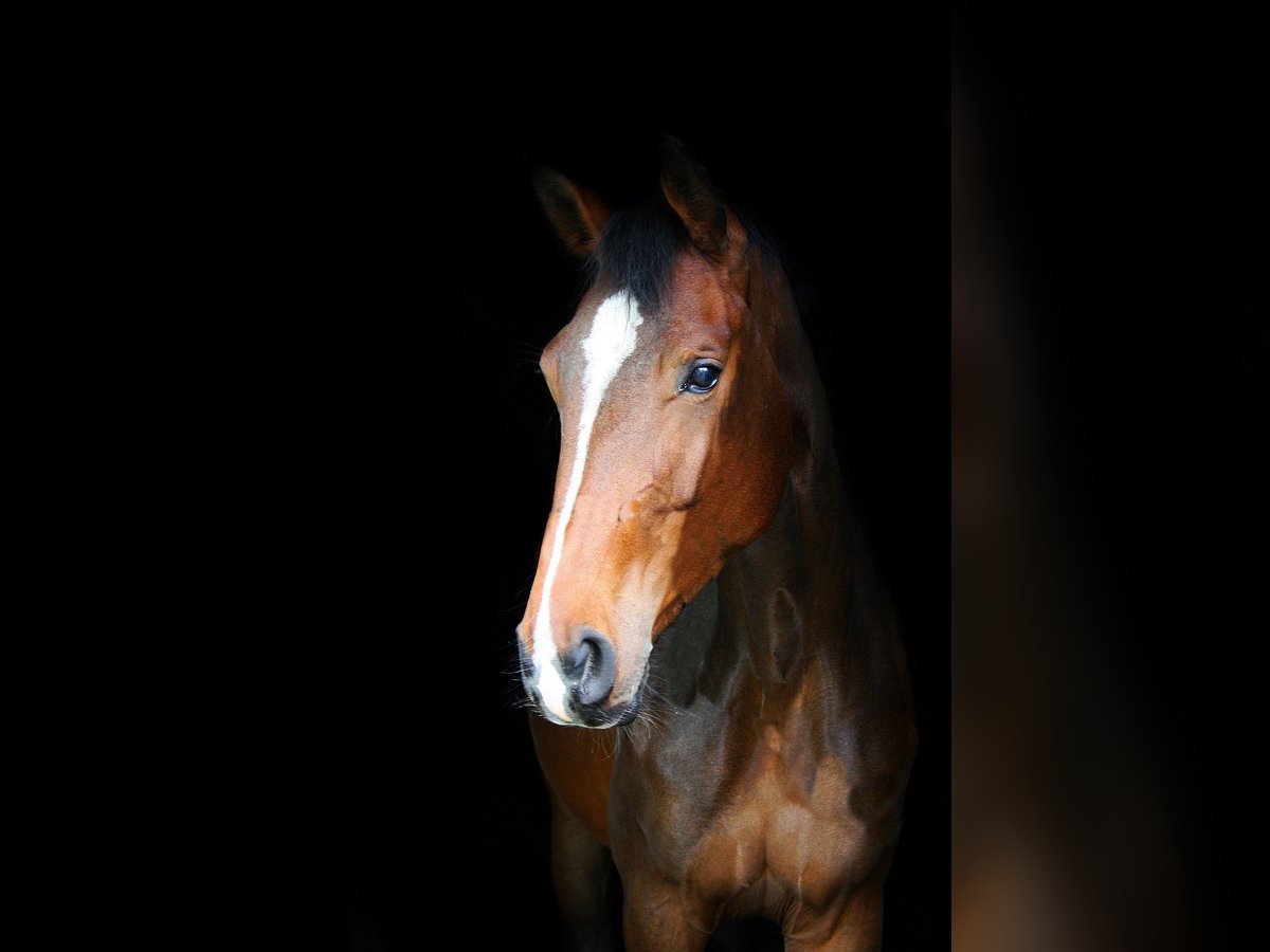 Westphalien Jument 3 Ans 170 cm Bai in Wesel