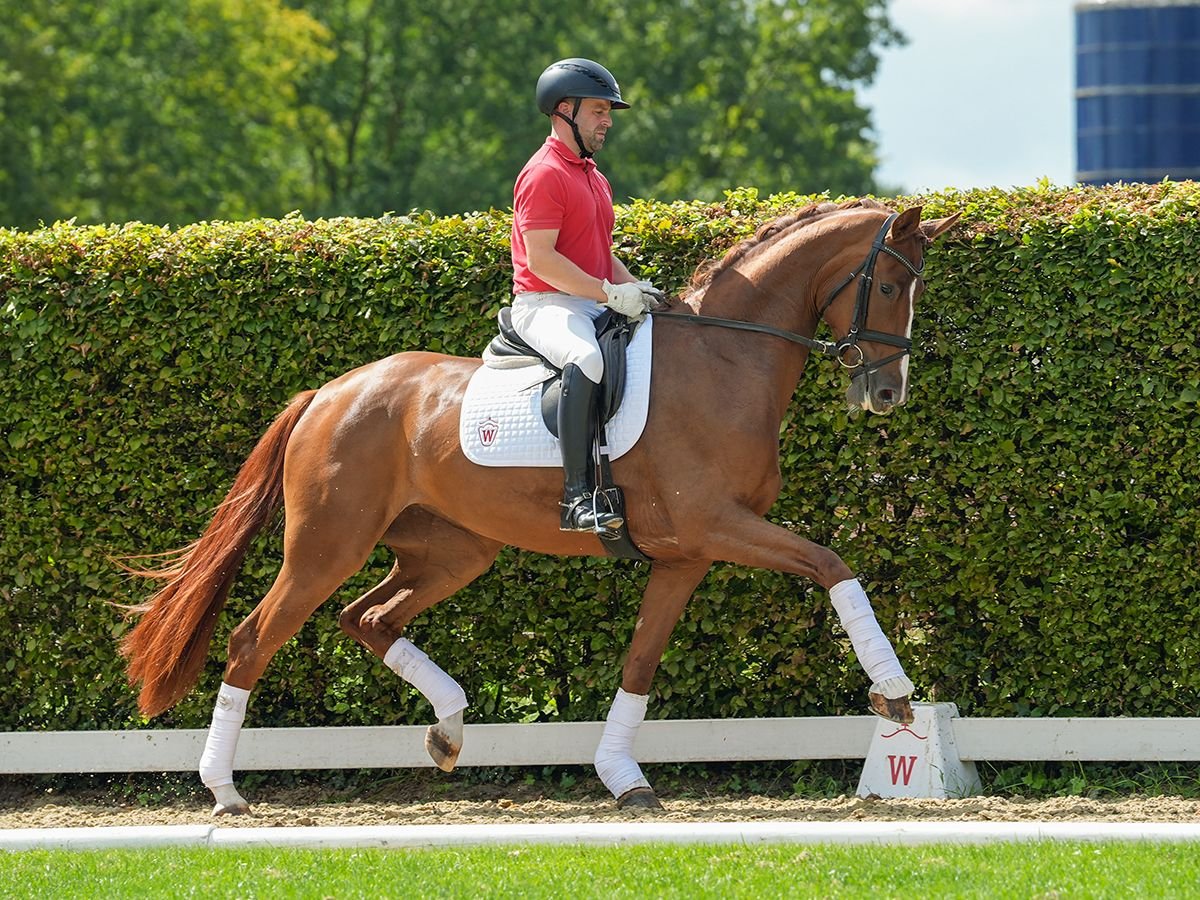 Westphalien Jument 3 Ans 171 cm Alezan brûlé in Münster