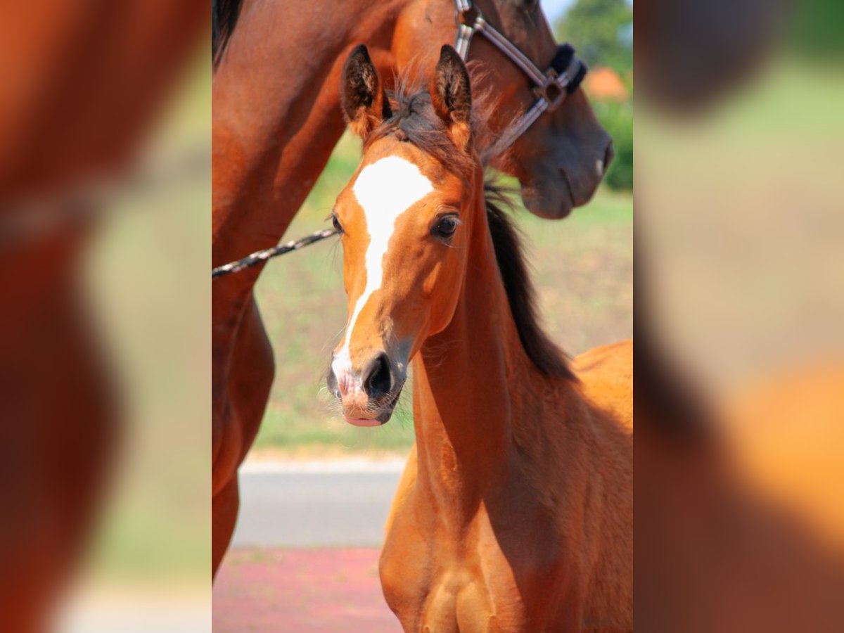 Westphalien Jument 3 Ans Bai in Neuenkirchen