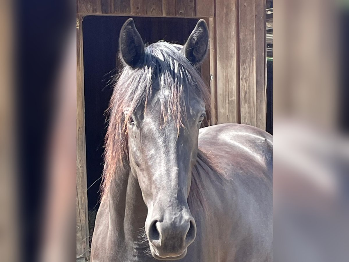Westphalien Jument 3 Ans Noir in Deining - Egling