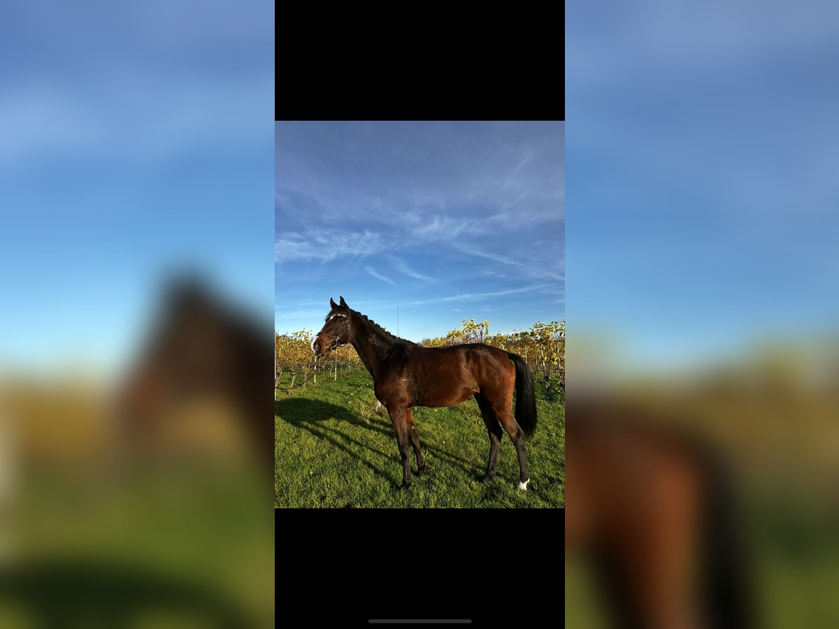 Westphalien Jument 4 Ans 165 cm Bai brun in Abstatt