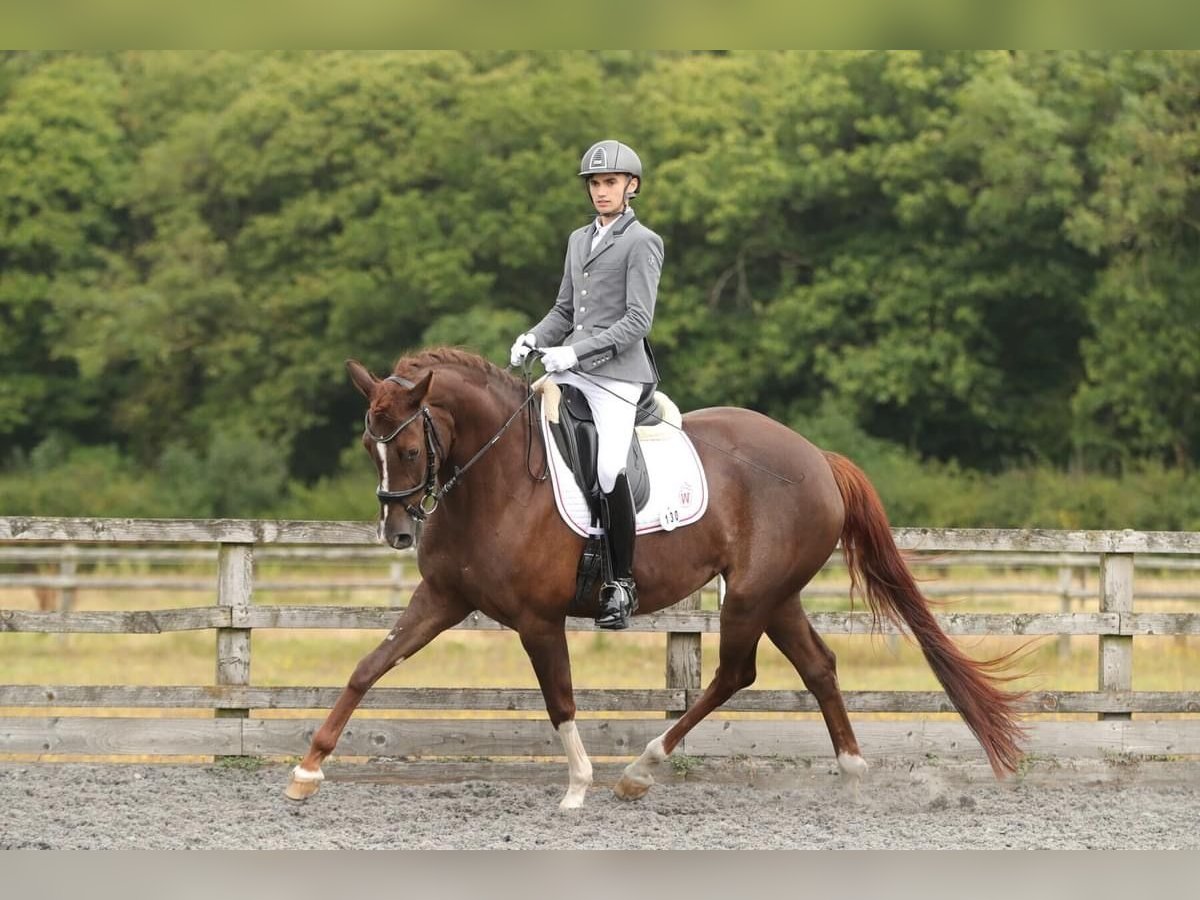 Westphalien Jument 4 Ans 167 cm Alezan in Kent