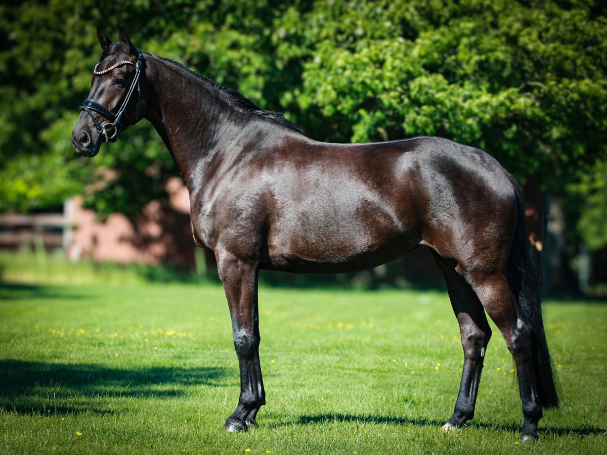 Westphalien Jument 4 Ans 168 cm Bai brun foncé in Gescher