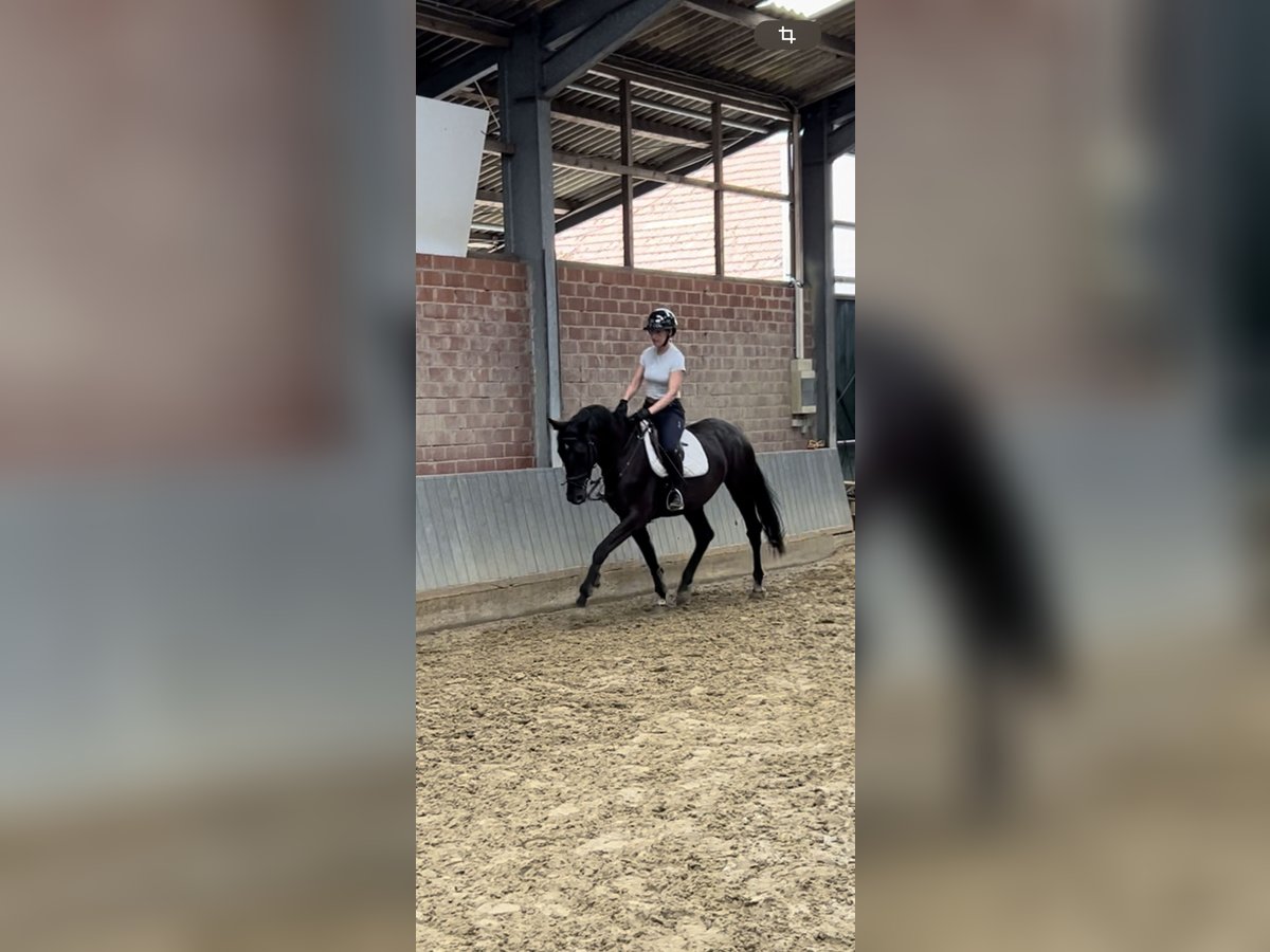 Westphalien Jument 4 Ans 170 cm Bai brun in Stadtlohn