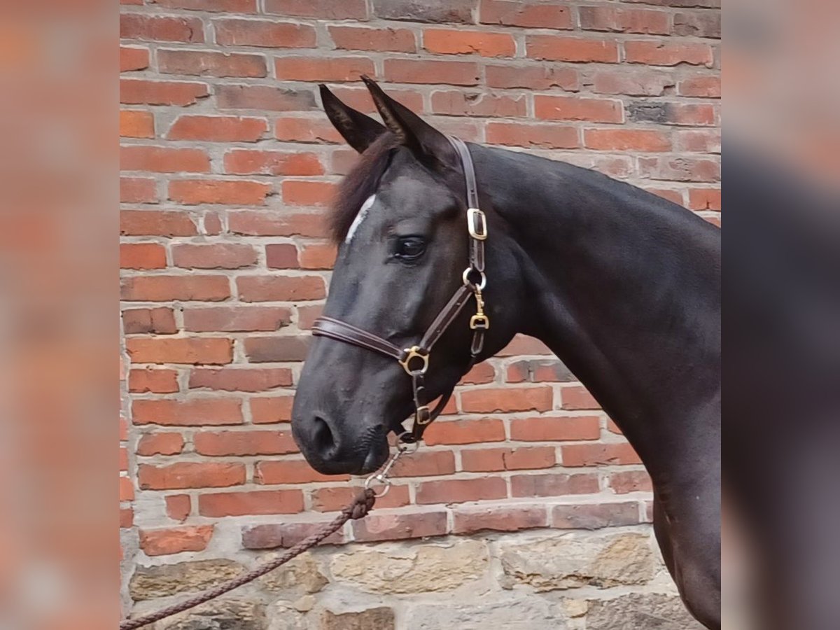 Westphalien Jument 4 Ans 170 cm Noir in Rheine