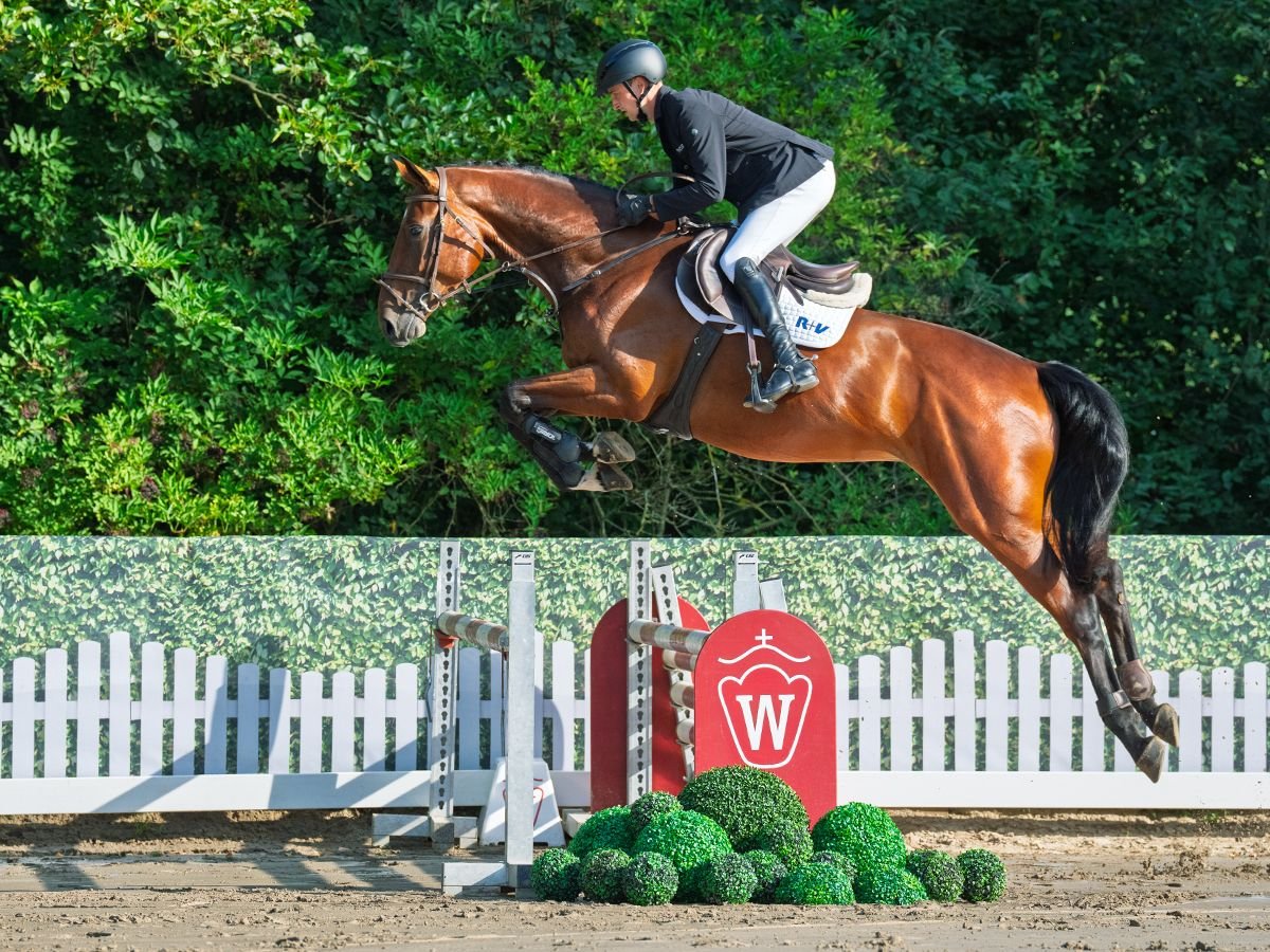 Westphalien Jument 4 Ans 172 cm Bai in M&#xFC;nster