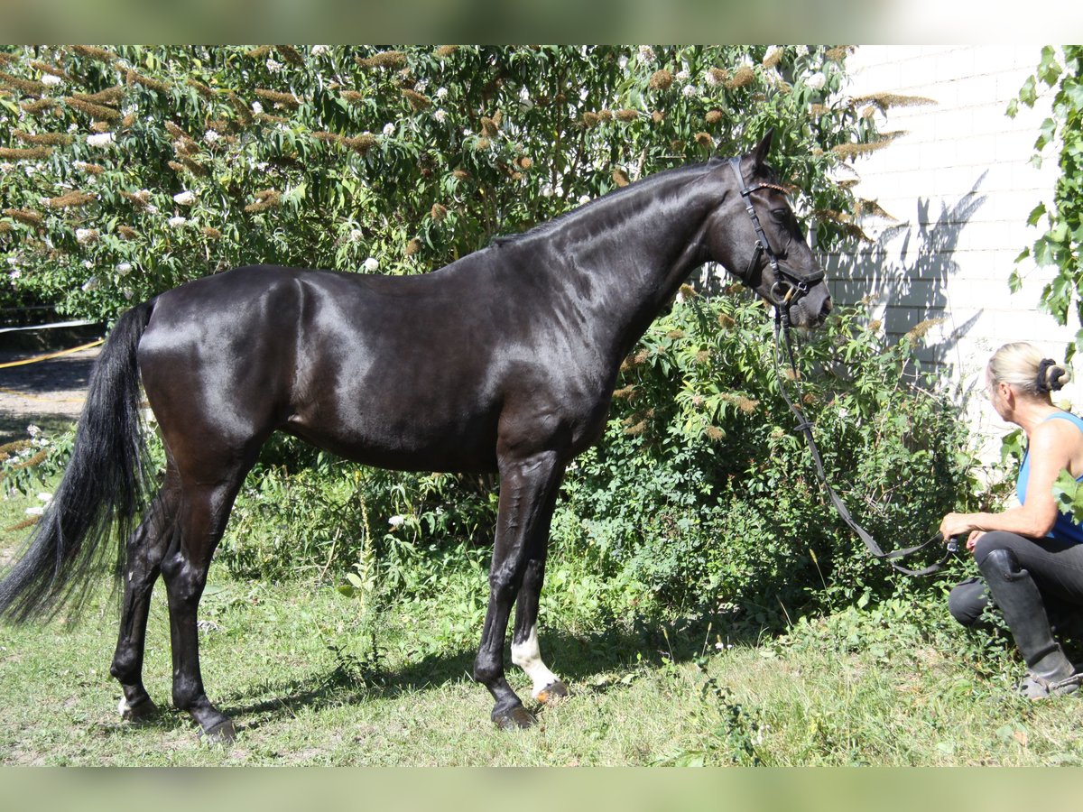 Westphalien Jument 5 Ans 165 cm Noir in Winh&#xF6;ring