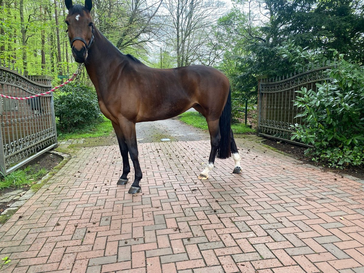 Westphalien Jument 5 Ans 168 cm Bai brun in Ahaus