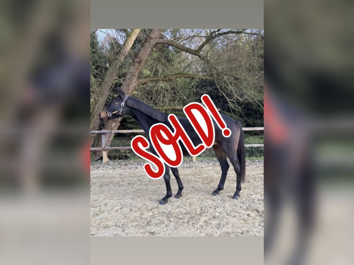 Westphalien Jument 5 Ans 168 cm Bai brun foncé in Limburg an der Lahn