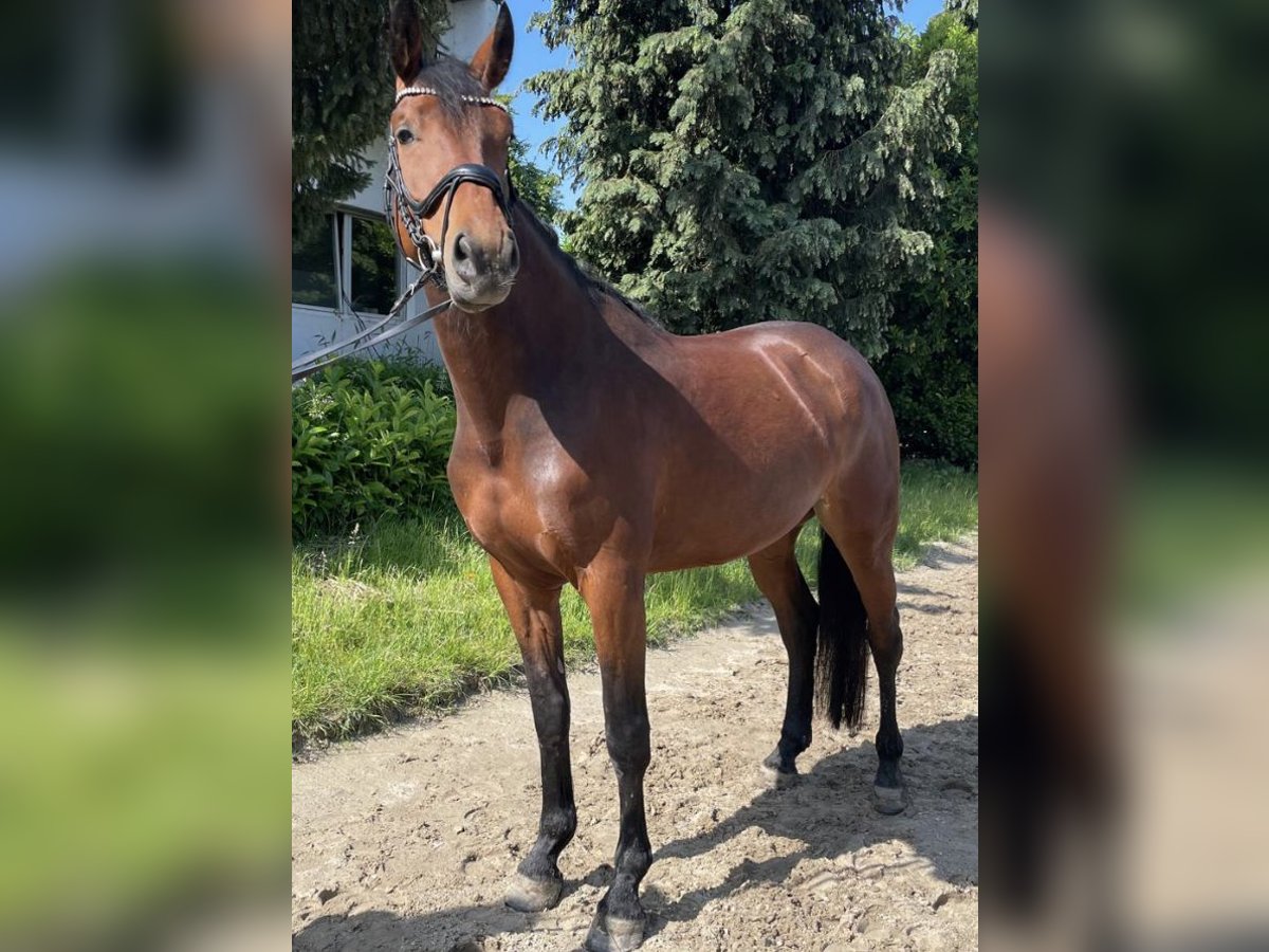 Westphalien Jument 5 Ans 169 cm Bai in Straelen