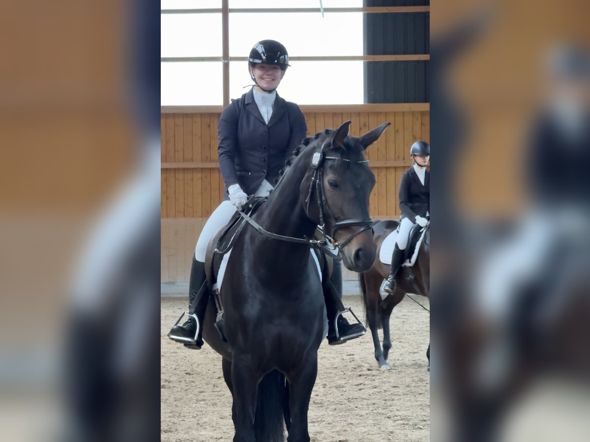 Westphalien Jument 5 Ans 170 cm Bai brun in Schenklengsfeld